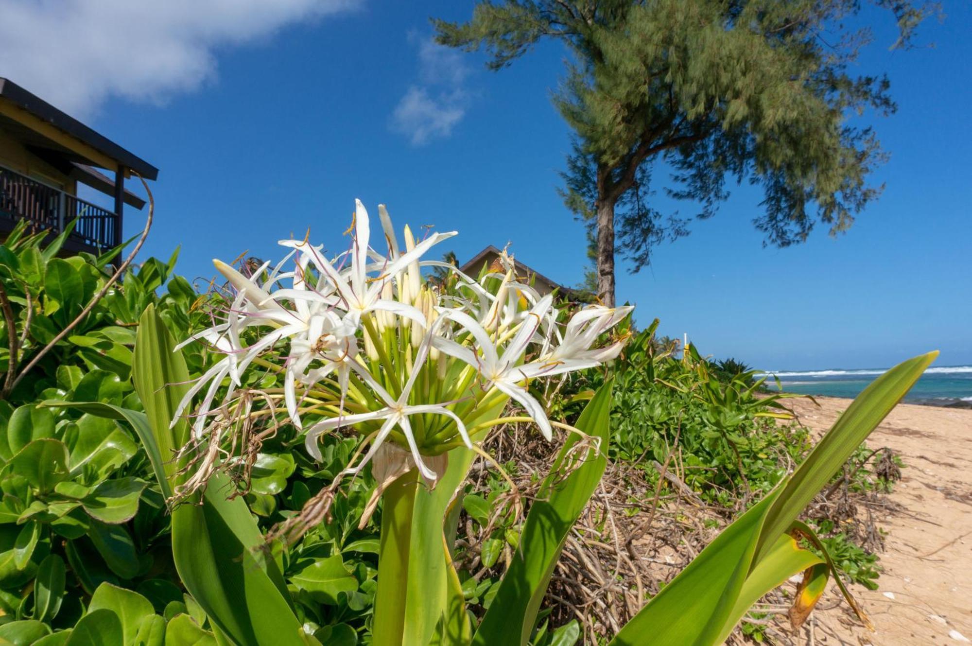 Hanalei Colony Resort E3 Exterior photo